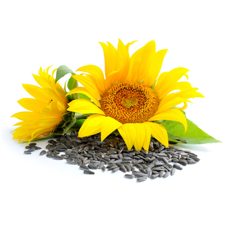 RBD Rapeseed / Canola Oil